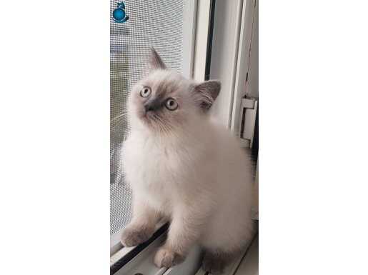 Sevimli british yavrularımız yeni yuvalarına gitmeye hazır