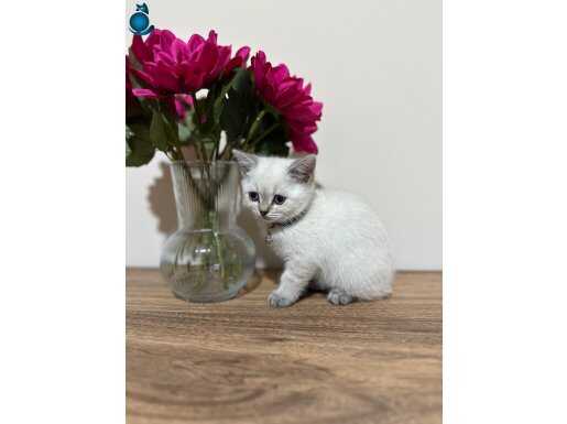 Blue point yavru kedimiz 