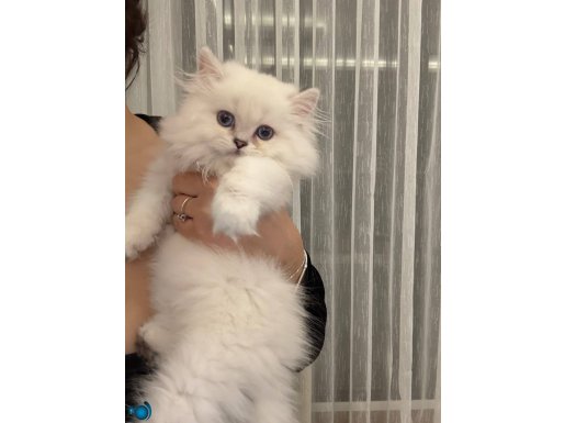 Uzun tüylü uysal erkek 