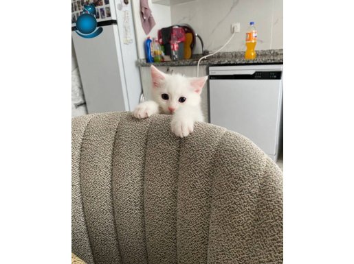 Karbeyazı oğluma iyi bakacak bir aile