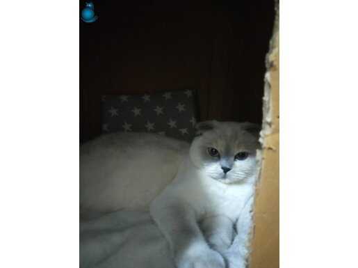 Angel yeni yuvasını arıyor