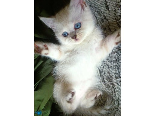 Mavi gözlü beyaz kızımız 