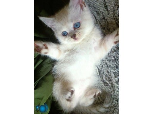 5tane tatlı safkan yavrumuz