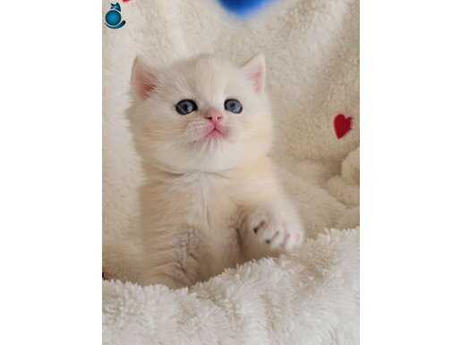 Beyaz ama Golden British ????