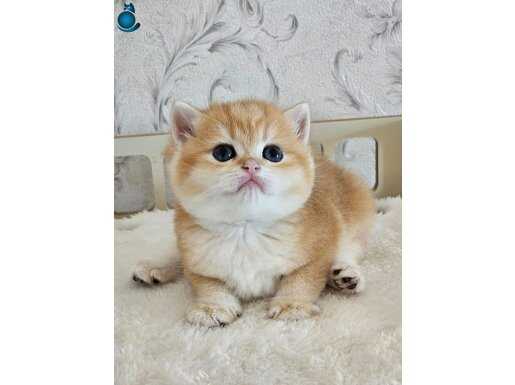 Safkan British Shorthair 