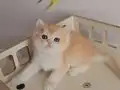 Güneş gibi minik