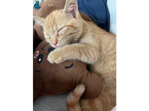 Acil yuvaya ihtiyacı var, lütfen destek olsun