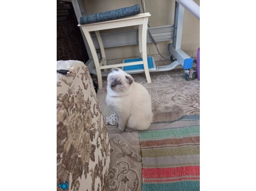 5 aylık eğitimli oyuncu dişi 