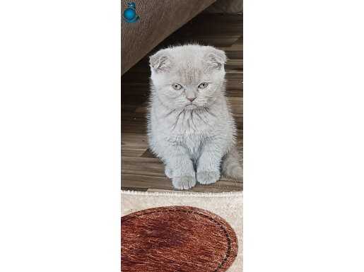 Ev ortamında büyüdü,tamamen evcil sevgi dolu ve yumuşak hylu