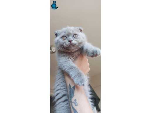 A+ Kalıte Ev ortamında buyuyen Skotıc fold dışı yavrumuz 