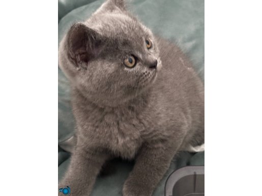 Beitish short hair ayı kafa