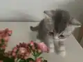 Silver point britis shorthair ayı kafa mavi gözlü