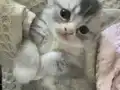 Silver point britis shorthair ayı kafa mavi gözlü