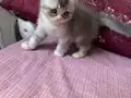 Ay parçası kızımız britis short sahibini arıyor 