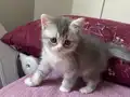 Ay parçası kızımız britis short sahibini arıyor 