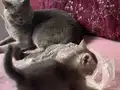 Ay parçası kızımız britis short sahibini arıyor 
