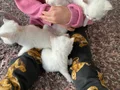 Güzel yavrularımız yeni yuvasını arıyoruz 
