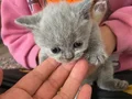 Güzel yavrularımız yeni yuvasını arıyoruz 