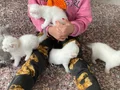 Güzel yavrularımız yeni yuvasını arıyoruz 