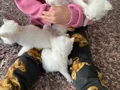 Güzel yavrularımız yeni yuvasını arıyoruz 