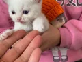 Güzel yavrularımız yeni yuvasını arıyoruz 