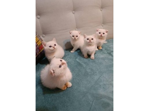 Golden Point Scottish Fold