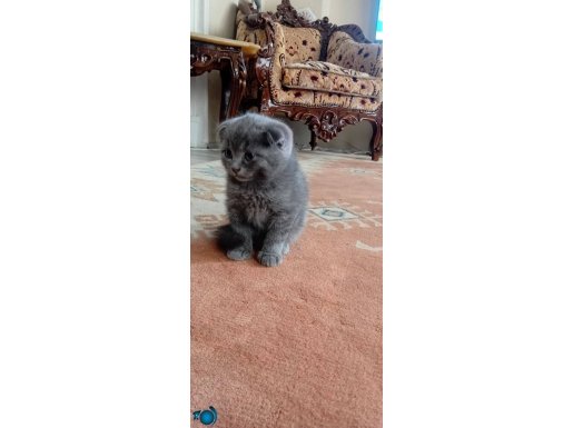 Cana yakın oyunsever