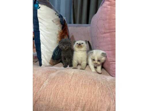 Çok tatlı 3 adet yavru