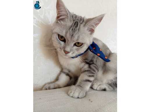 Silver British shorthair ücretsiz sahiplendirme 