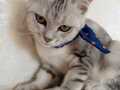 Silver British shorthair ücretsiz sahiplendirme 