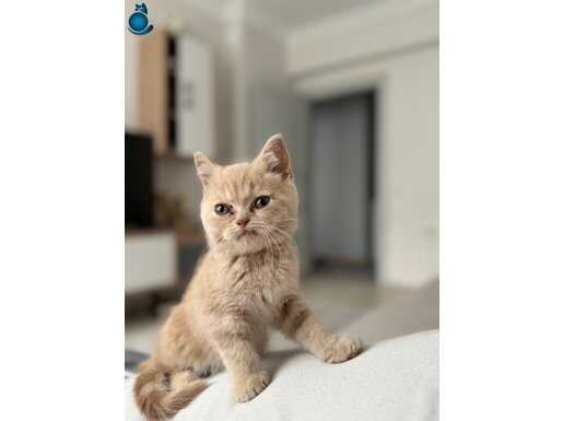 Minik yavrumuzu sahiplendirmek istiyoruz 