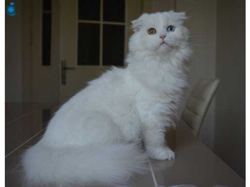 5 aylık kızlarımız yeni yuvasına gitmeye hazır 