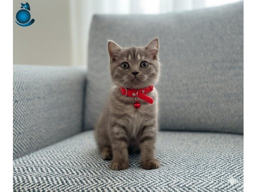 Orjinal Çikolata British Yavrusu (ilk aşıları yapıldı)