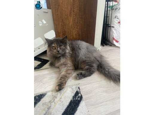 Britişh longhair kedimizi sahiplendiriyoruz