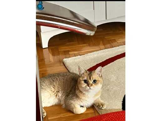 Aşıları Tam British Shorthair