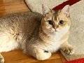Aşıları Tam British Shorthair