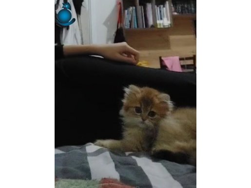 British longhair sevimli bebek