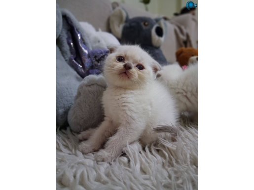 Minik bebişlerimiz yeni yuvalarını arıyor 