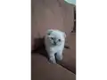 Minik bebişler yeni yuvalarını arıyor????