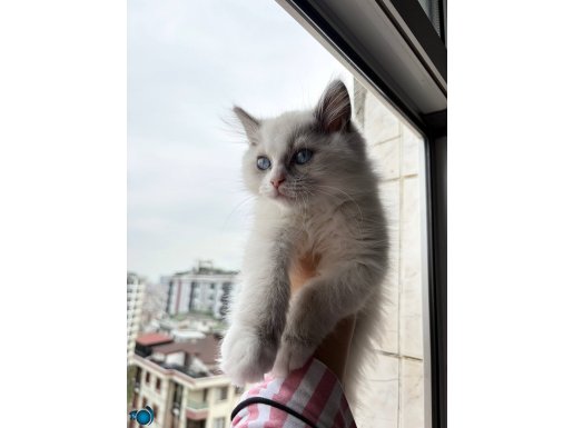 Safkan nadir renk dişi ragdoll yavru
