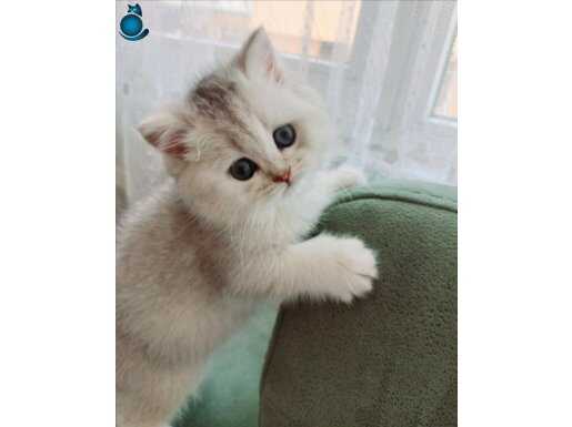British Shorthair Silver Shaded (ns11) Tek Yavru dışı 