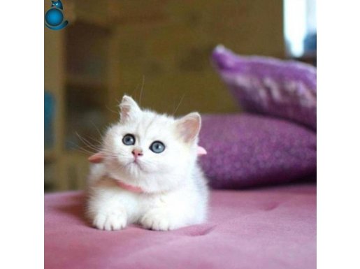 Şafak BRITISH SHORTHAIR NS 11 YAVRULAR