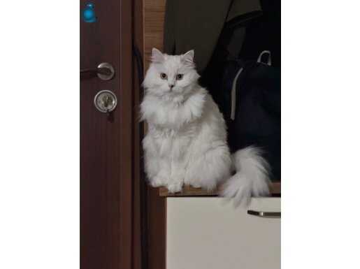 Kısır aşıları tam 2.5 yaşında pamuk gibi 