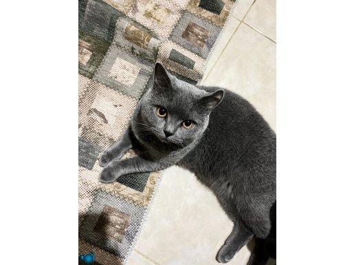 Akıllı ve uslu oğluşumuza yuva arıyoruz 