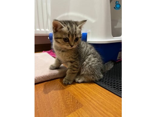 Çocuk ve insan canlısı oyuncu 