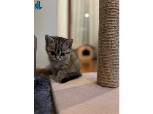 British shorthair golden black tabby 2 aylık 