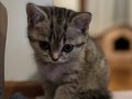 British shorthair golden black tabby 2 aylık 