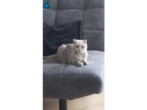 8 aylık dişi scottish Fold Düzce Merkez