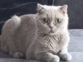 8 aylık dişi scottish Fold Düzce Merkez