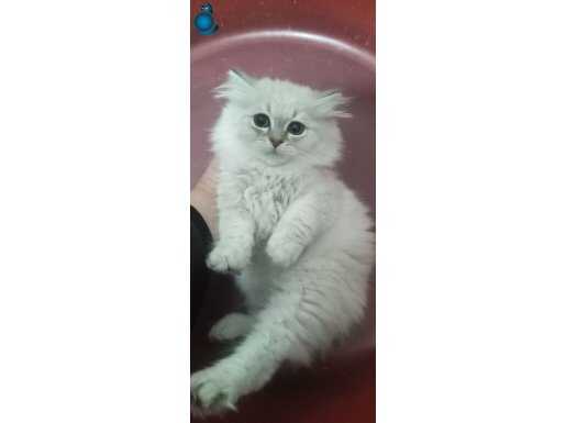 YAVRU BRİTİSH KARDEŞLER 